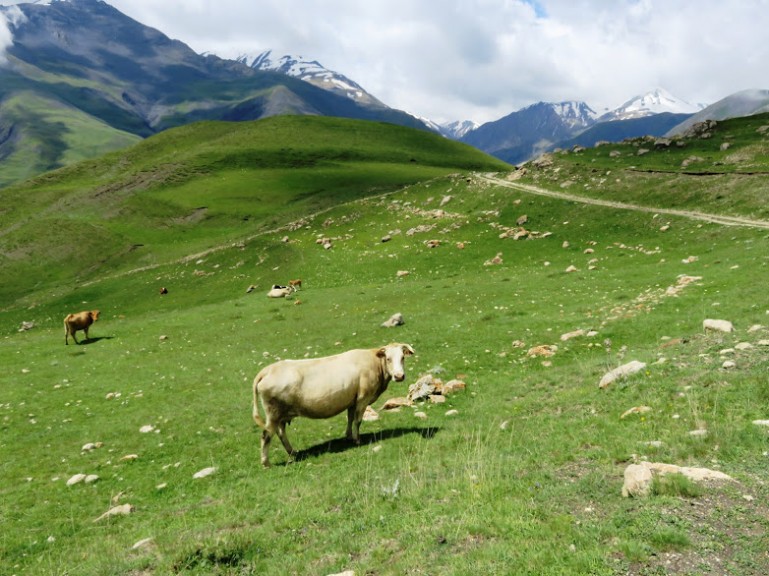 Корова в горах Азербайджана в Хыналыге, Хыналыге, Хыналыге