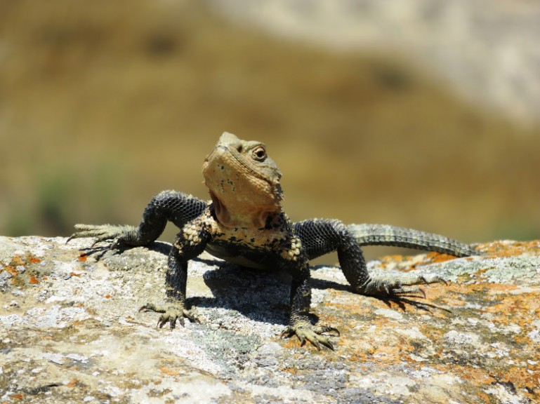 Lizard in Gobustan and the Absheron Peninsula