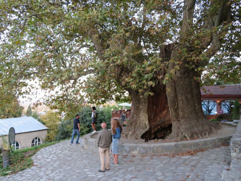 самое старое дерево в Телави Грузия