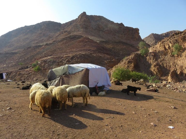 Бедуинская палатка с овцами возле Фейнана