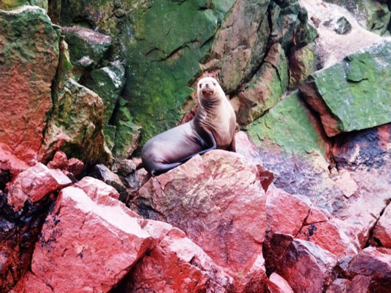 морской лев на острове Бальестас, одно из лучших мест в Паракасе