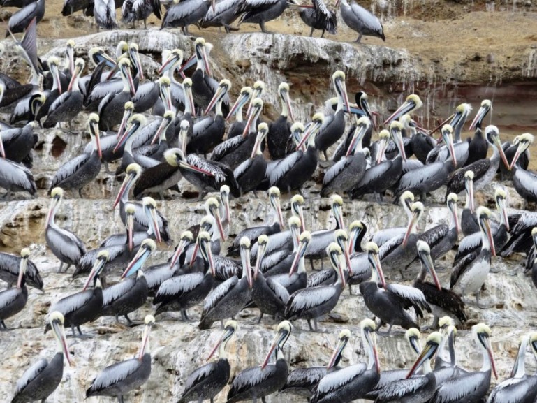 сотни пеликанов на острове Ислас Бальестас в Ике, Перу. 