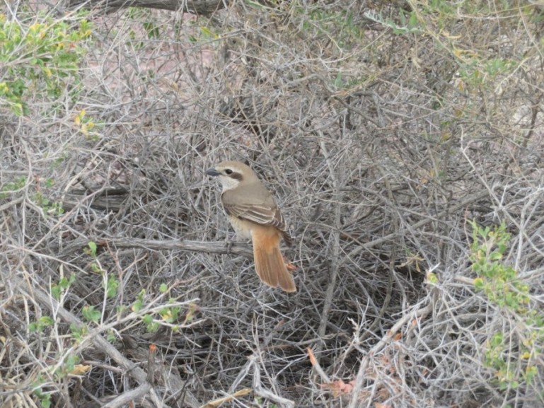 Птица в национальном парке Алтын-Эмель