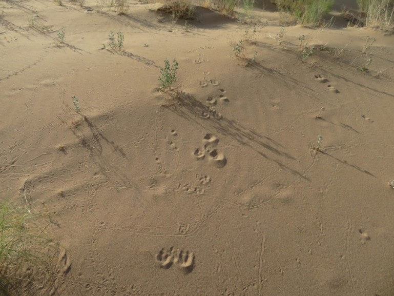 Отпечатки животных в песчаных дюнах национального парка Алтын-Эмель